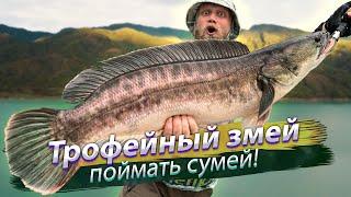 TROPHIES AGAIN AND AGAIN How many fish are there? Giant Snakehead. Spinning