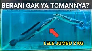 GIANT CATFISH VS SNAKEHEAD TOMAN