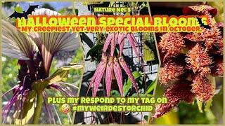 Creepy exotic flowers that leave you breathless on my Halloween Special. Plus #myweirdestorchid tag.