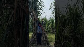 Top variety of sugarcane 11015