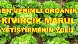 Kıvırcık Marul Nasıl Yetiştirilir Organik Tarım Bol Verimli Kıvırcık Marul Nasıl Ekilir Dikilir