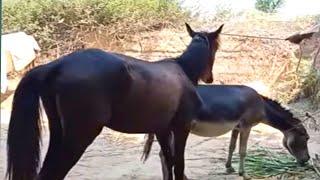 Horse and donkey  matehorse  videodonkey videonew best video