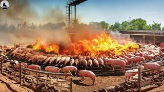 Cómo afronta China la pandemia en las granjas porcinas - African Swine Fever