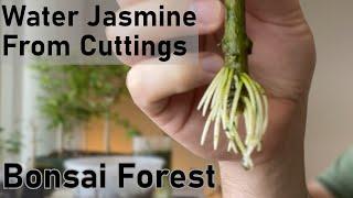 WATER JASMINE from CUTTINGS. DOUBLING TREES in my BONSAI FOREST for FREE. Beginner BONSAI FOREST.