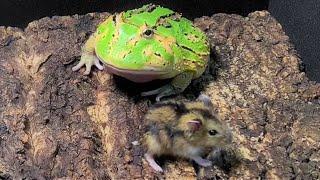 PACMAN FROG EATS MOUSE ALIVE WARNING LIVE FEEDING