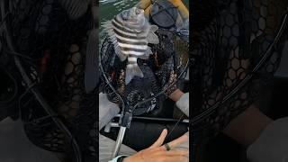 Sheepshead Fishing With Jigs