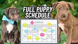 Setting Up a Puppy Schedule Routine Tips for First-Time Puppy Owners
