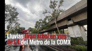 Lluvias tiran árbol en vías de L4 del Metro de la CDMX