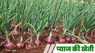 Pyaj ki kheti A 2 Z information  onion farming  high profitable Business onion farming Earn money