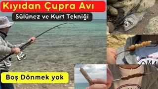 Yemli Çupra Avı  Çupra nasıl tutulur? Sülünez nasıl takılır? Kıyıdan Balık Avı