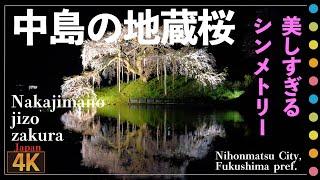 完璧すぎるライトアップ・シンメトリー！！「中島の地蔵桜 」（Nakajimano jizo zakura  Nihonmatsu city  Fukushima pref.