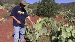 Food From Prickly Pear Cactus with Survival Instructor Tony Nester