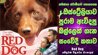 හැමෝටම ආදරය කරපු හැමෝම ආදරය කරපු පුදුම බල්ලෙක් ගැන ඇත්ත කතාව  රෙඩ් ඩෝග් Review  Red Dog Movie
