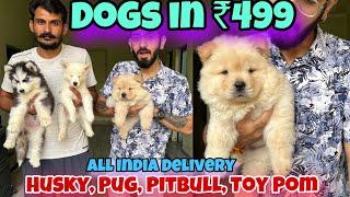 Cheapest Dogs Market In Delhi NCR  Husky German Shepherd Pitbull  Dog in 499₹  Rajender Pets