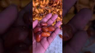 Seasonal fruits of eetha pallu  indian palm dates #puviyakitchen #shortsvideo  #shorts