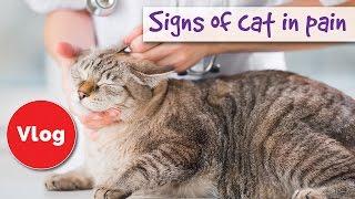 How to tell if your cat is pain  signs of cat in pain 