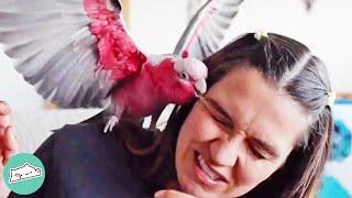 Galah Cockatoo Makes Girls Life Hell.. Until She Takes Him on Adventures  Cuddle Birds