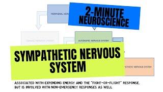 2-Minute Neuroscience Sympathetic Nervous System