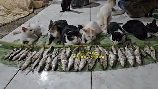 TERJADI INSIDEN DI ACARA TANYA JAWAB KUCING PETANI