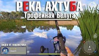 Трофейная Белуга • Видео от подписчика Сёма23 • Русская Рыбалка 4 • Река Ахтуба