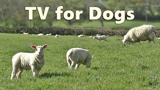 Dog TV Watching - Videos for Dogs - Sheep Sounds and Lambs Baaing  Relax with Nature
