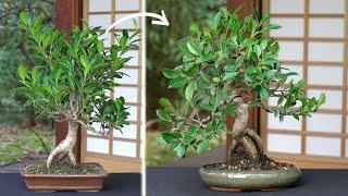 Ficus Bonsai maintenance