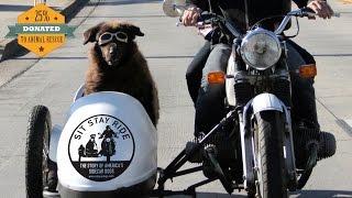 Sit Stay Ride The Story of Americas Sidecar Dogs - Official Trailer