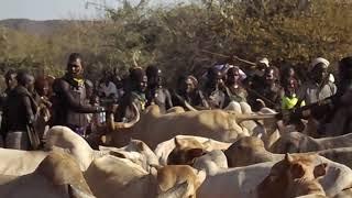 Bull jumping ceremony # Hamer tribe #Ethiopias