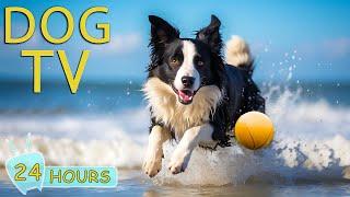 DOG TV Best Video to Prevent Boredom and Anxiety for Dogs While Youre Away - Music for Dogs Happy