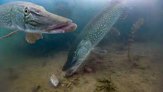 Best pike underwater fishing compilation 2023 high quality