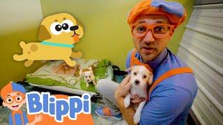 Blippi Pets Cute Animals in the Shelter  Educational Videos for Kids