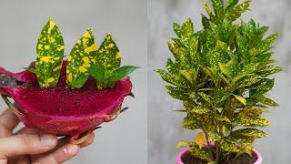 Grow Gold And Silver Plants With Leaves Easily With Homemade Dragon Fruit Hormone