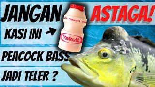 IKAN PREDATOR MINUM YAKULT. apa yang akan terjadi ? Aquarium ikan peacockbass jadi imbas. Eksperimen