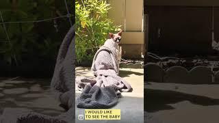 I Would Like to See The Baby  #shorts #sphynxcat #baby #catsoftiktok #challenge #luckymeow