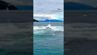 UNBELIEVABLE ...Amazing Whales Feeding  They Were so Close  #amazing #alaska