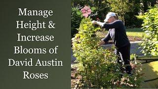  Manage Rose Height & Increase Blooms  Deadhead Prune & Shape Roses