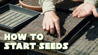 Seed Starting 101 How and Why I Start Seeds The Way I Do