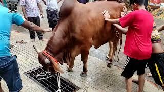 পুরান ঢাকার বড় গরু কোরবানি • Red bull Qurbani in Purana Dhaka • Cow Lovers