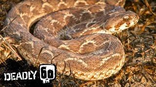 Deadly Viper Strikes Steve  Deadly 60  BBC Earth Kids