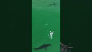 Check out more great white sharks vs birds footage on my channel. Its always entertaining