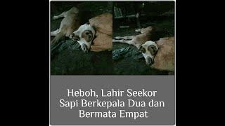 Sapi Lahir Berkepala Dua ‼️