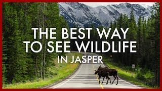 The Best Way to See Wildlife in Jasper National Park
