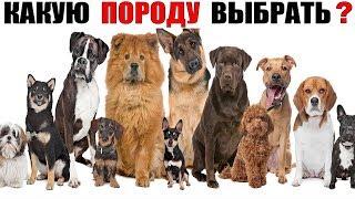 Какая самая лучшая порода собак? Самый большой ТОП 60 пород собак