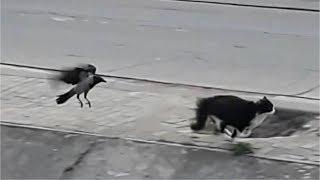 Жесть Ворона напала на кота