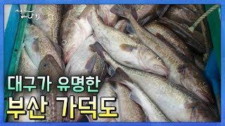 부산의 유일한 유인도 가덕도 #낚시포인트 #대구탕 #방공호 어영차바다야