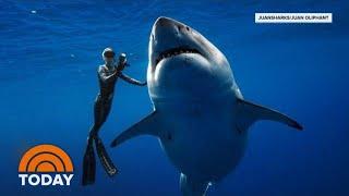 Hawaii Diver Swims With Record Breaking Largest Great White Shark  TODAY