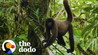 Baby Monkey Rescued From Pet Trade Gets A Wild Family  The Dodo