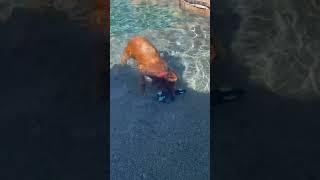 Puppy learns to dive under water