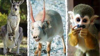 10 Animales Exóticos Que PUEDES TENER Como Mascota LEGALMENTE 