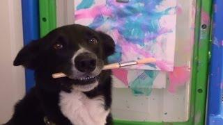 K9 Artist Brody the Border Collie Paints to benefit Limbo Chihuahuas